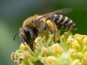 Colletes hederae.jpg